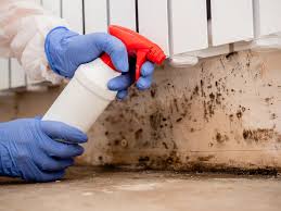 Best Black Mold Removal  in Loch Sheldrake, NY